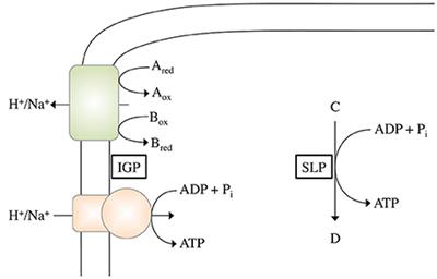 The Minimum Biological Energy Quantum